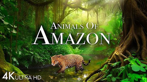 Animals wildlife in Amazon jungle | Rainforest | part 1