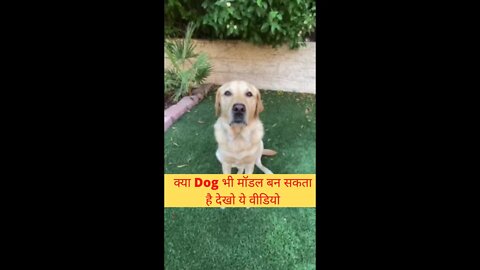 क्या डॉग भी मॉडल बन सकता है देखो यह वीडियो😱can a dog also become a model watch this video👈