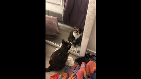 She’s starting with the cat in the mirror!