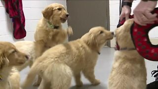 Dog lovers sleep in cars to adopt 5 stray Golden Retriever puppies in Stark County