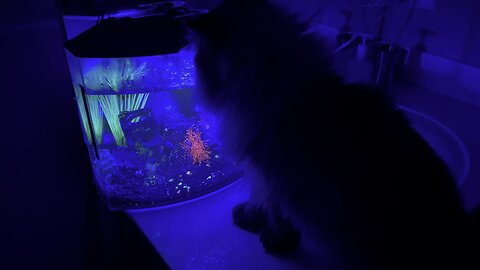 Just a cat 🐈 and his fish 🐠 (Widescreen) #GlowFish #Persian