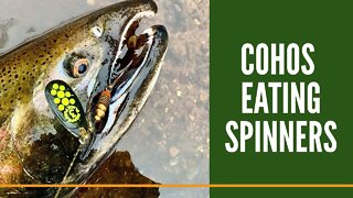 Michigan Salmon Fishing Fall 2020 / Salmon Fishing With Spinners / Michigan Fishing Videos