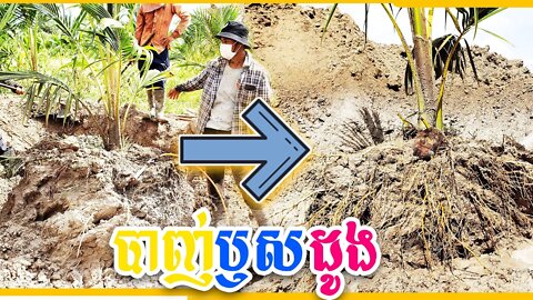 (បាញ់​ឬសដូង) Khmer Agriculture / Coconut (01.08.2021)