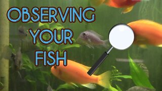🔎Observing your Fish!🔍