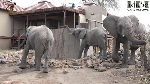 Elephants Visit The Plunge Pools