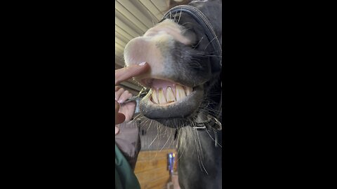 Horse with oral fixation