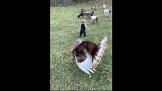 Toddler Herding Baby Goats