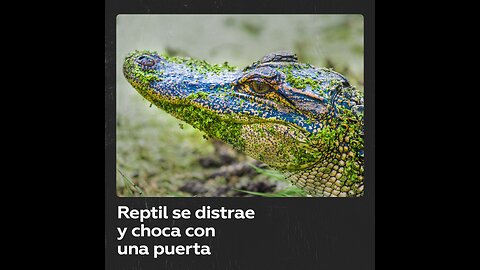 Reptil sufre un 'accidente' y se viraliza en la Red