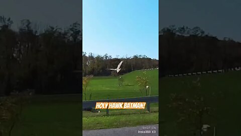 Hawk close call with motorcycle