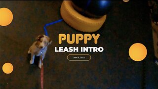 Puppy Leash Intro with CupCake