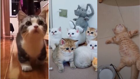 Adorable Cat Cuteness Overload! 😻 | Cute Cats Compilation