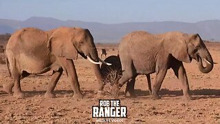 Elephant Herd Crossing The Drought Stricken Terrain | Buffalo Springs | Zebra Plains On Tour