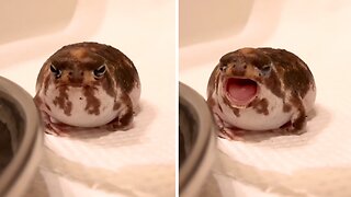 Tiny round rain frog has the cutest yawn ever