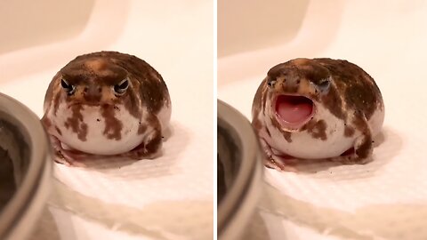 Tiny round rain frog has the cutest yawn ever