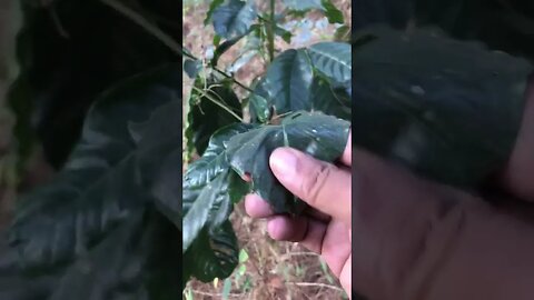 Pegunungan kebun kopi