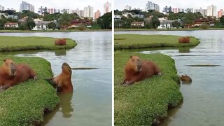 Capybara Younger Performs Olympic Jump Into Water