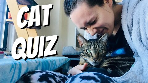 Take this cat quiz to reveal your relationship type