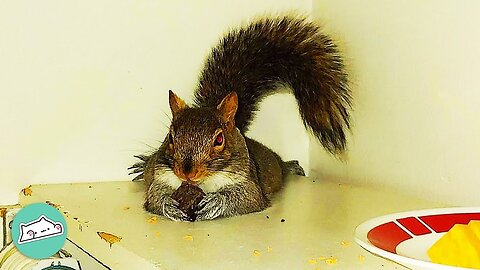“She’s a brat” Rescue Squirrel Annoys Woman 24/7 | Furry Buddies