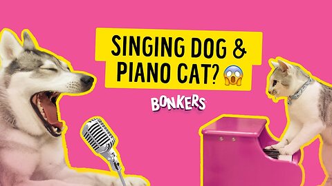 Piano Playing Cat & Singing Dog Create Musical MASTERPIECE
