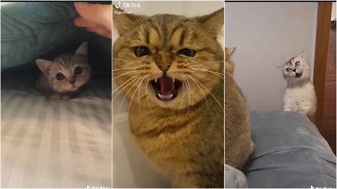 Funny & Cute Cats Compilation (TikTok) #shorts 😻