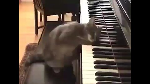 a talented cat