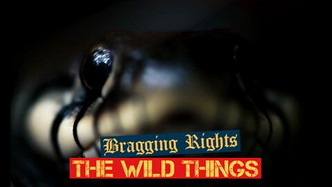 Bragging Rights - The Wild Things