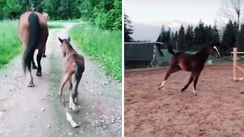 Video Captures Incredible Transformation Of Foal To Majestic Horse