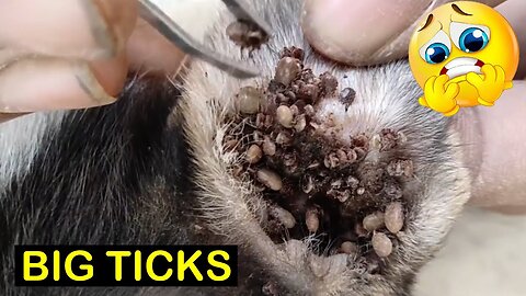 REMOVING 10K PLUS TICKS FROM DOG ......HE NEEDED HELP