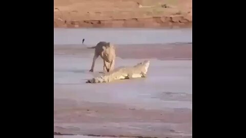 lion and crocodile fight please like share and subscribe this my channel