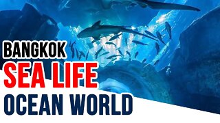 Sea Life Ocean World Bangkok - Viajando com a Cintia #viajandocomacintia