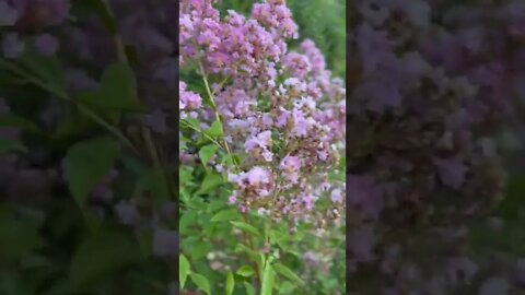 Common lilac, tree, and shrub, blossom in the backyard garden. #shorts