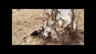 woodpecker ~ hard worker