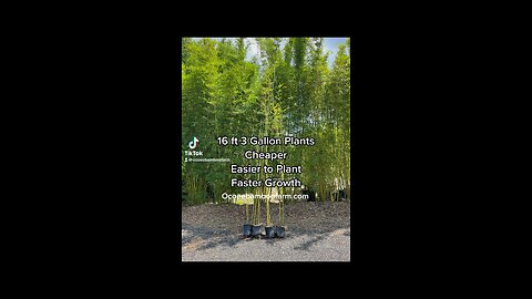 Extra Large 16ft 3 Gallon Graceful Bambooo - Only at Ocoee Bamboo Farm - Bamboo Nursery 407-777-4807