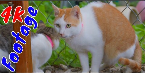 4K Quality Animal Footage - Cats and Kittens Beautiful 😍Scenes🥰 Episode 1 | Viral Cat