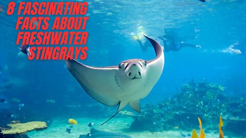 8 Fascinating Facts About Freshwater Stingrays You Need to Know