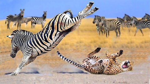 Incredible! Cheetah Was Surprised By Zebra's Powerful Counterattack And Miraculously Escaped Death