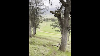 Round Valley Regional Preserve