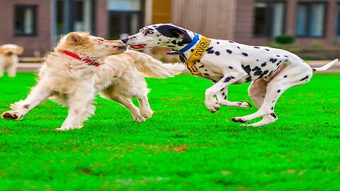 Animal Shenanigans: Viral Moments of Hilarity and Cuteness!