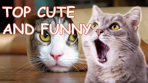 New Funny Animals 😂 Funniest Cats and Dogs Videos 😺🐶