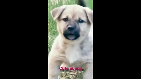 Dog puppy#cute barking#viralshorts