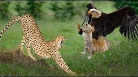 Eagles Catch Cheetah Cubs | Mother Cheetah Save Fail & Vs Eagle To Revenge His Baby
