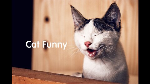 "Meow-larious Moments: Hilarious Cat Videos Guaranteed to Make You Purr with Laughter!"