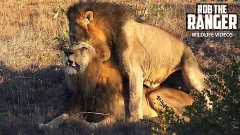 Male Lions Reinforcing Social Bonds | Gay Pride? | African Safari Sighting