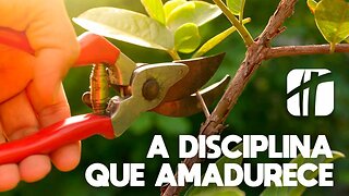 A disciplina que amadurece ( Paideia )