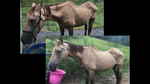 Skinny horse putting on weight. A review of Arthur our rescue horse day 11.