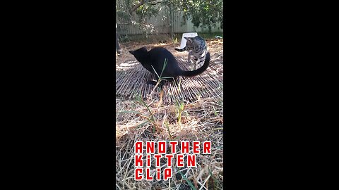 Another Kitten Clip @Simply Redman