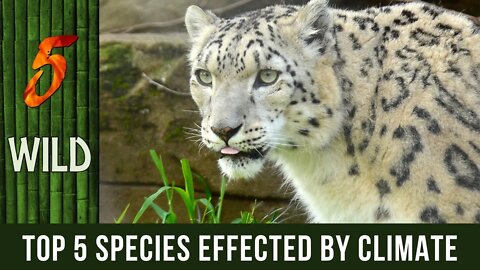 Top 5 Species That Are Greatly Hit By The Climate Change | 5 WILD