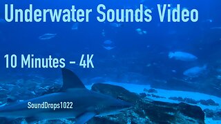The Most Calm And Relaxing 10 Minutes Of Underwater Sounds Video