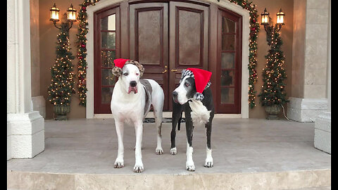 Talkative Great Danes Have Fun Playing With Their Santa Hats