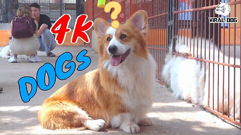 Funny Dogs And Puppies Life 4K Quality Video Episode 3